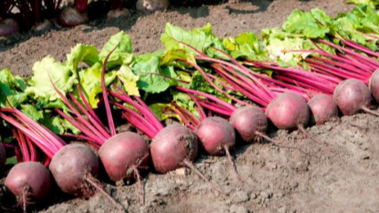 Свёкла с повышенным содержанием нитратов обнаружена в Иркутском районе